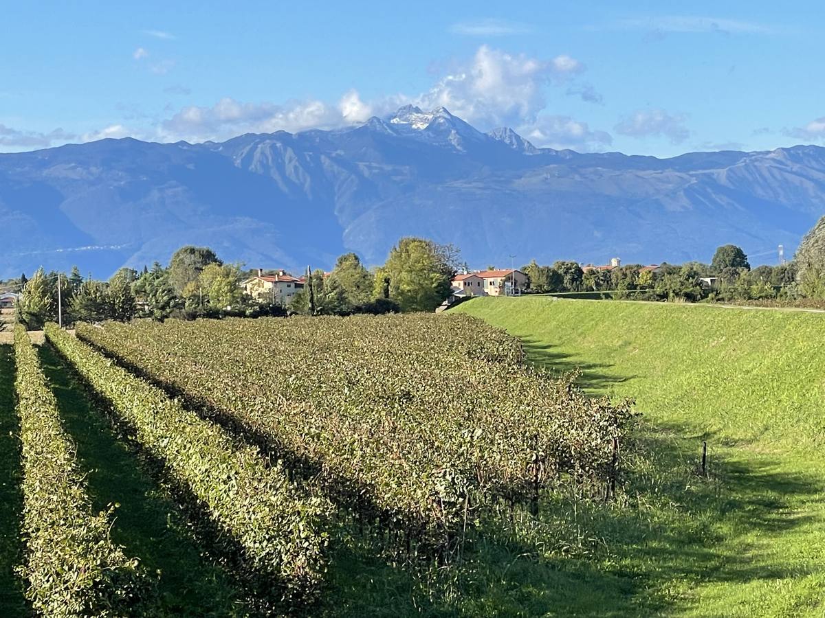 Argine e vigneti in autunno